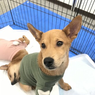 猫ok元気で甘えん坊なイッテツ