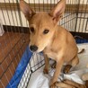 猫ok元気で甘えん坊なイッテツ サムネイル5