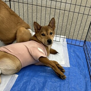 性格最高！猫も好き♡賢いサクちゃん