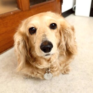 しっぽフリフリ♪おっとり穏やかな女の子