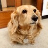 しっぽフリフリ♪おっとり穏やかな女の子 サムネイル2