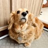 しっぽフリフリ♪おっとり穏やかな女の子 サムネイル6