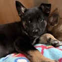 野犬の仔犬って独特だよね、の代表のような子です