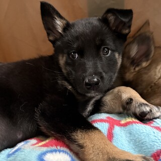 野犬の仔犬って独特だよね、の代表のような子です