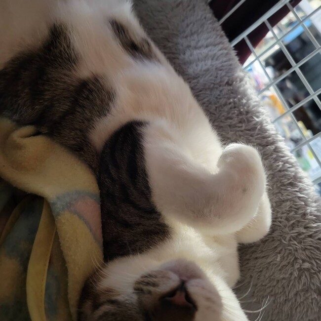 ずずぐまのカバー写真