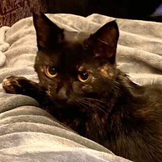 上級者向け？臆病甘えん坊