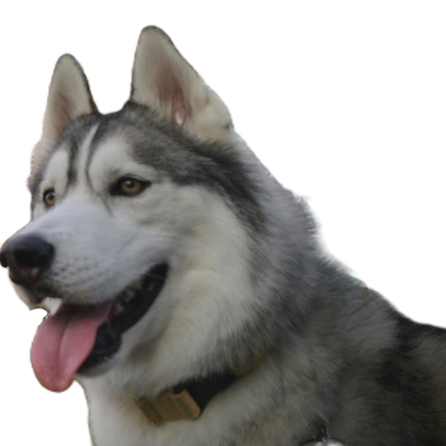 ぼるぱぱのカバー写真