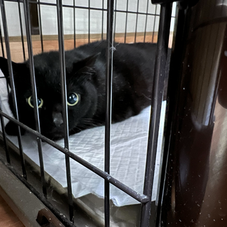 まんまるお目々の美しい黒猫 るなちゃん