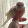 ひつじの