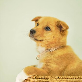 可愛い3ヶ月の女の子