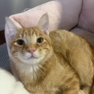 すももくん3/297よりトライアルに出ています。