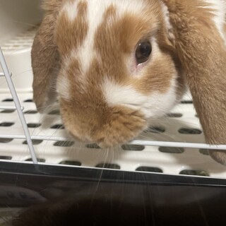 元気なホーランドロップイヤーの男の子です