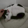 クロちゃん サムネイル2
