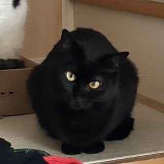 お返事する小柄な女の子❤️すぐにコロン