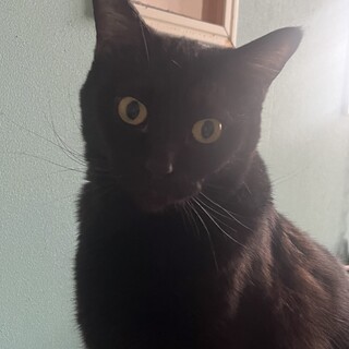 抱き心地最高❤️大きめエマくん