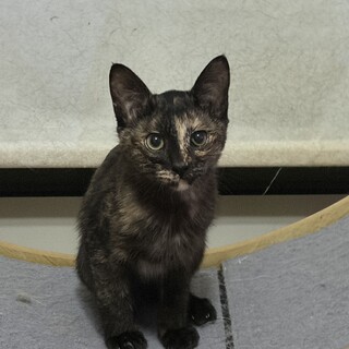 桜ちゃん3/30よりトライアルに出ます。