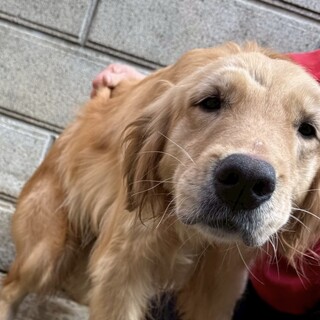 ゴールデン　レトリバーの成犬