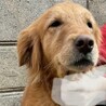 ゴールデン　レトリバーの成犬