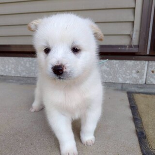 だい(旧オン)くん