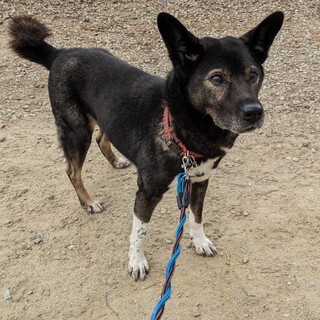 テラ(旧ペン)ちゃん