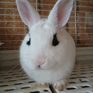 緊急！助けてください！ウサギ３羽！
