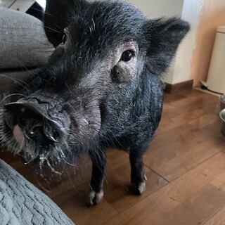 マイクロブタ　♂ 黒