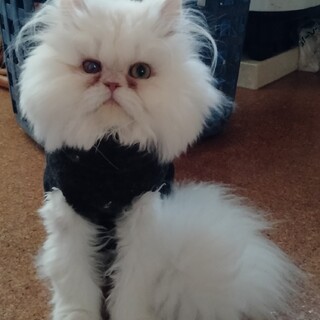 ペルシャの男の子