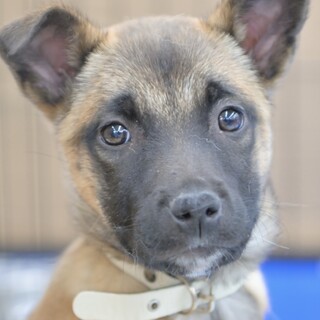 ルチルくんシェパード系MIX