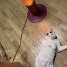 ヒーターが好きです
