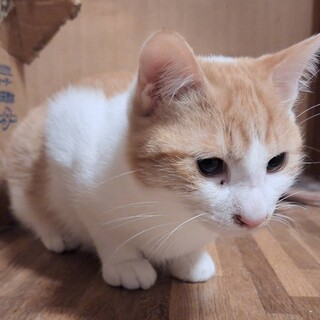 個性豊かな3兄弟⭐︎ 茶白猫　ツナ君