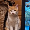 個性豊かな3兄弟⭐︎ 茶白猫　ツナ君