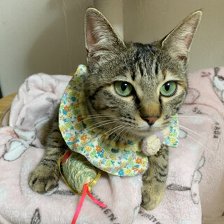 【人慣れ抜群】何もしなくてもゴロゴロ甘える女の子