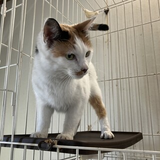 14歳メスの老猫の里親募集