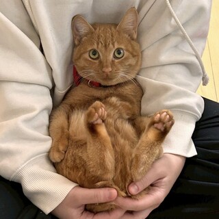 お顔が可愛い男の子！マイティキック！