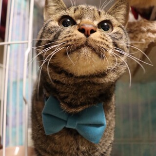 お腹ナデナデ大好き！クリムゾンスマッシュ！