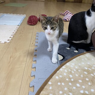 体の小さい生後4ヶ月の子猫です。