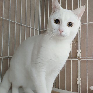 田舎のシロちゃんファミリー３