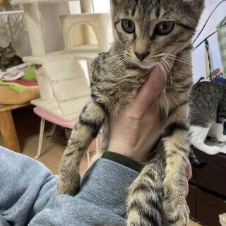 生後4ヶ月のオスです