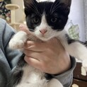 生後2ヶ月のメス子猫です。