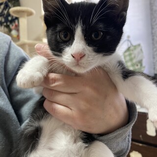 生後2ヶ月のメス子猫です。