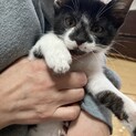 生後2ヶ月のオスです。
