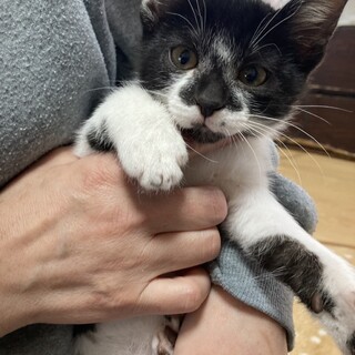 生後2ヶ月のオスです。