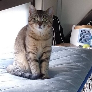 生後４カ月の子猫の里親募集