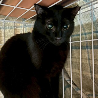 ちょっぴりビビリな女の子！ラプター！