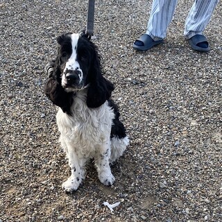 2歳のEコッカ　男の子