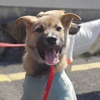 推定3.5ヶ月アンジー