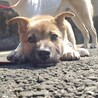 推定3.5ヶ月アンジー サムネイル2