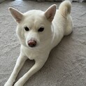 白色柴犬4歳