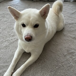白色柴犬4歳