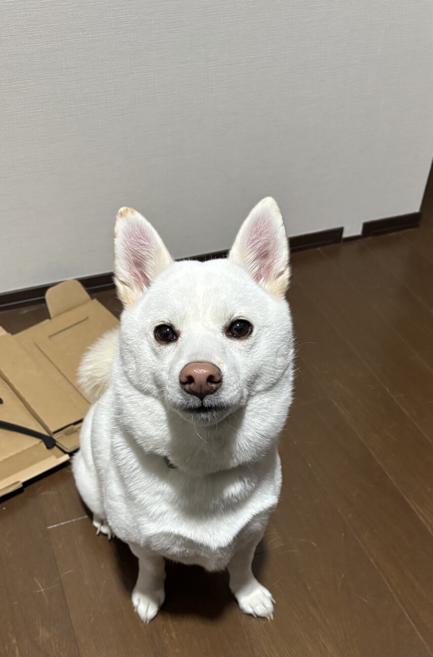 白色柴犬4歳」神奈川県 - 犬の里親募集(536764) 2枚目の画像 :: ペット
